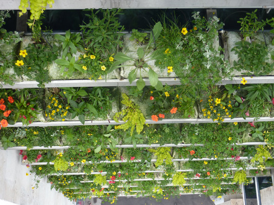 Succession de plateaux habillés de plantes annuelles pour former un mur végétal. - Travaux réalisés
